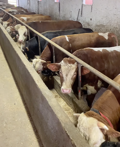 Kurbanlık | Göçbeyli Doğa Besi Çiftliği