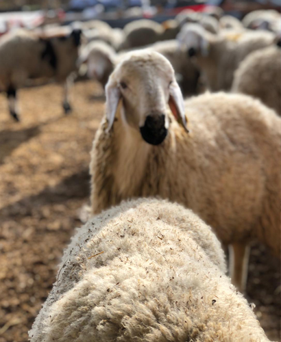 Adaklık | Göçbeyli Doğa Besi Çiftliği